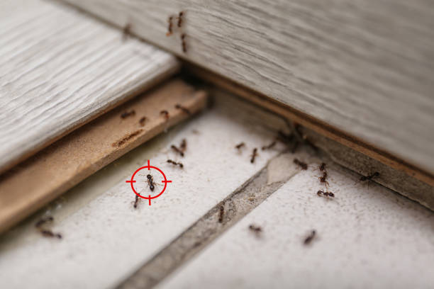 Wasp Removal Services in Clive, IA